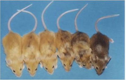 epigenetics