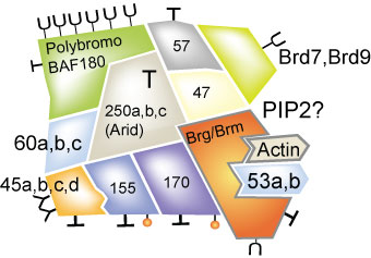 BAF complex