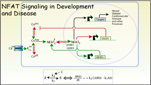 NFAT signaling