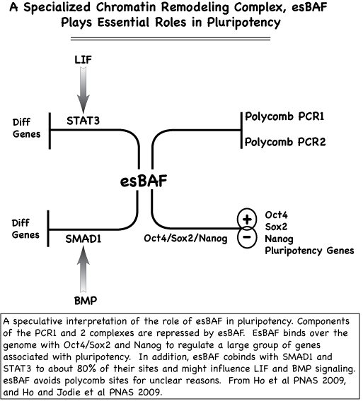 esBAF complexes play a critical role in pluripotency